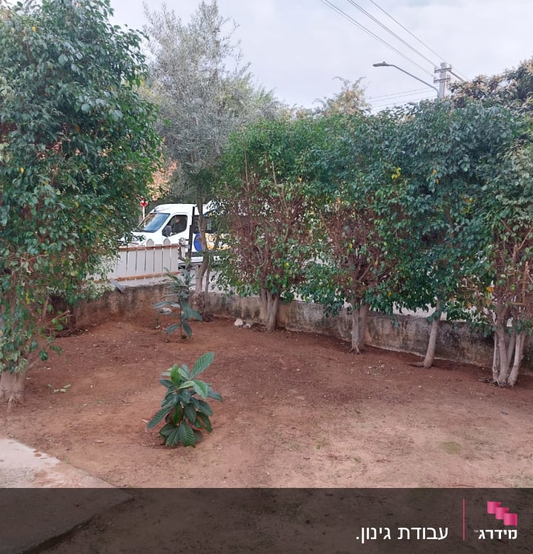 עצים ושיחים בגינה עם אדמה חשופה